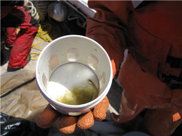 Sample cup with small fish and larvae