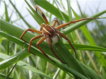 Nursery-web spider with coccoon containing eggs on freshwater marsh vegetation