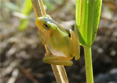 American Green Tree Frog clinging to wetland vegetation
