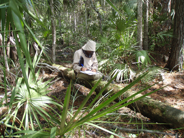 Field crew member completes field observation datasheets in a forest, wearing a bug suit 