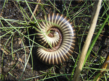 a millipede coiled on the forest floor