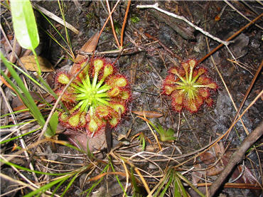 Close-up of carniverous sundew plant