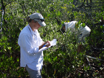 Researcher stands in a forested wetland with a clip board
