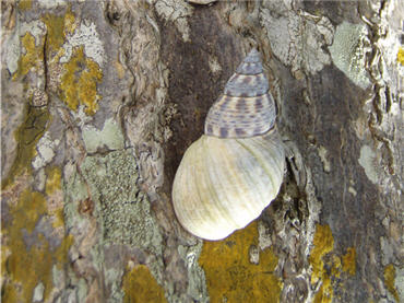 Two Florida Tree Snails on tree