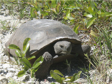 a gopher tortoise crossing the road