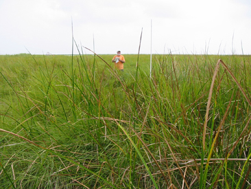 Researcher stands in a saltmarsh wetland with a clip board