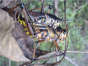 copulating Lubber Grasshoppers in a cypress swamp