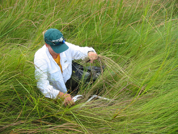 researcher clipping plant material and planing it in a sample bag.