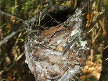 Close-up of bird nest on branch