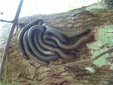 millipedes colied up on the trunk of a tree in a cypress swamp