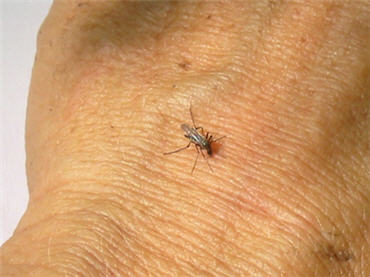 close-up of mosquito on hand