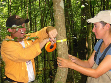 Two researchers measure the diameter the diameter at breast height (DBH) of a cypress tree in a swamp.