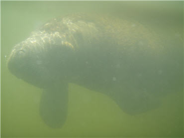 underwater close-up of manatee