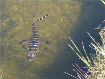 juvenile alligator swims in a pool in a sawgrass prairie