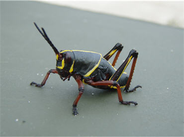 close-up of Lubber grasshopper