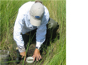 photo of a clipped vegetation plot with a white plastic tube being inserted into the ground, used to collect root marterial.