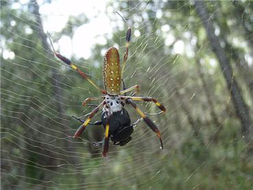 golden orb-web spider, feeding on a beetle caught in its web