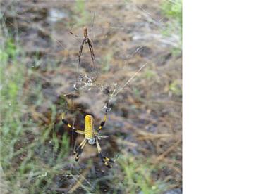 male and female golden ord-web spiders on web