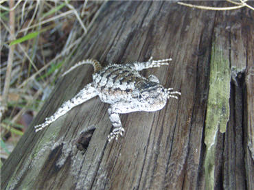 spiny lizard on a log