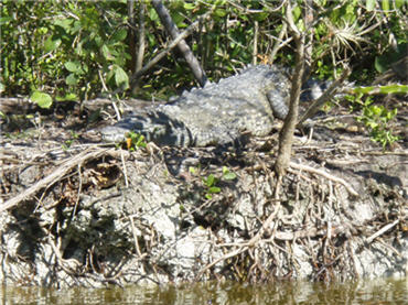 saltwater crocodile on the banks of Whitewater Bay, Everglades National Park, FL