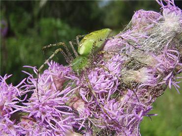 A green lynx spider on a cluster of purple flowers