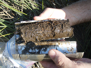 photo of a soil core sample in the split coring device