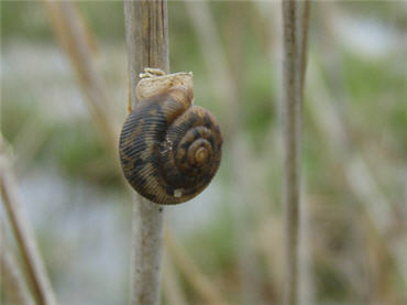 A pulmonate snail on marsh plant