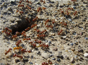 red ants entering underground nest