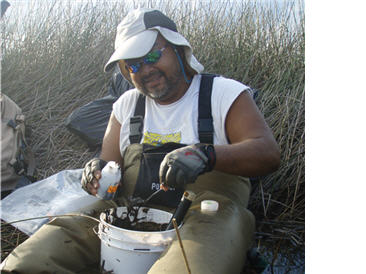 photo of a researcher standing in a salt marsh and filling sample containers with wetland soil for laboratory analysis.  