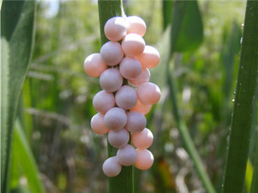 close-up of eggs of the Apple snail on freshwater pond vegetation