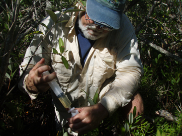 photo of a researcher using a filter collecting a porewater sample using a sipper tube inserted in to the soil and attached to a syringe