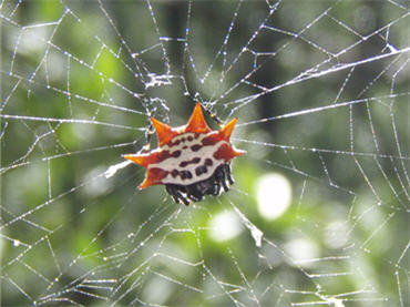 Close-up of Spiny orb weaver and web