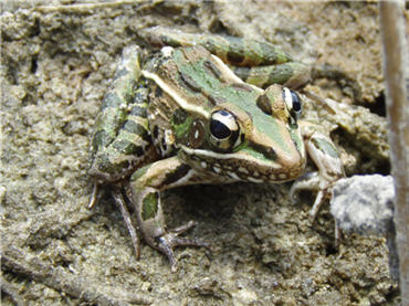 Close-up of Leopard frog