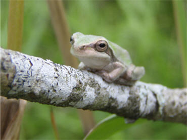 Little Grass Frog on branch