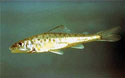 Photo of mature fish