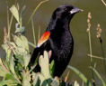 Photo of wetlands bird
