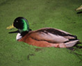 Photo of wetlands bird
