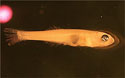 Photo of larval fish