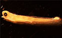 Photo of larval fish