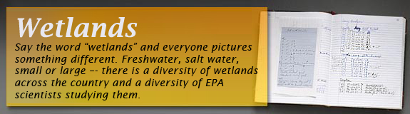 Say the word "wetland" and everyone pictures something different.  Freshwater, salt water, small or large - there is a diversity of wetlands across the country and a diversity EPA scientists studying them. 