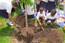 kids planting a tree