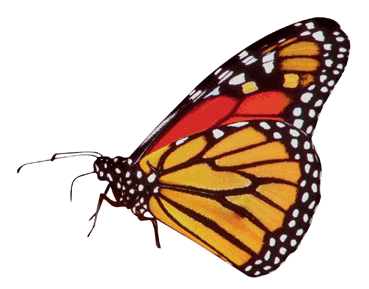 Photo of butterfly