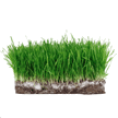 Photo of grass