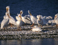 pelicans