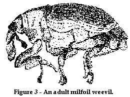 adult milfoil weevil