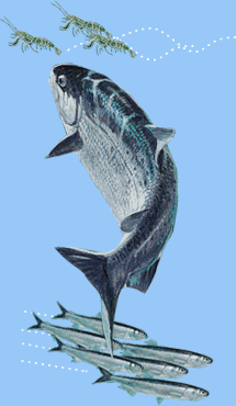 Fish found in estuaries