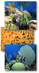 French angel fish swimming among coral and sponges on a Caribbean reef, close up of coral polyps with tentcales extended, brain coral and seafan on a Caribbean reef