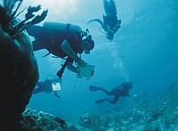Scientists descending to reef carrying underwater clipboards for notes
