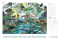 Estuaries: Scenes of Transition