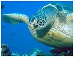 Green sea turtle